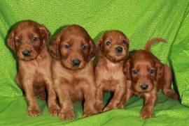 CHIOTS SETTER ANGLAIS MALES ET FEMELLES, Montreal