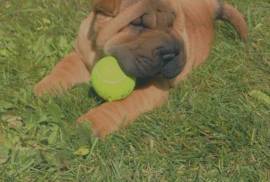 chiot de type SHAR PEI FEMELLE   