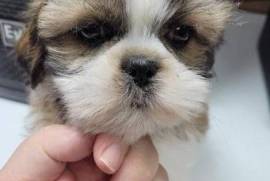 Chiot Shih tzu femelle pure race