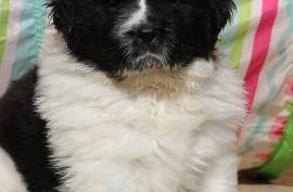 Magnifique chiots terre-neuve