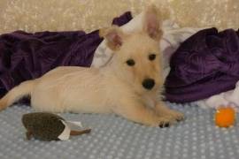  chiot de type TERRIER ECOSSAIS FEMELLE  