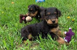  chiots AIRDELA TERRIER MALE ET FEMELLE 