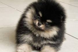 Adorable chiot Spitz nain Poméranien Femelle  , Montréal
