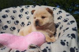 Jolie Chiot Adorable Chow Chow Femelle, Montréal 