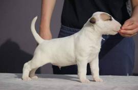 Chiot Bull Terrier, Sainte-Julienne