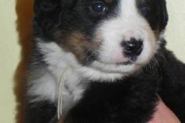 Chiots Bouvier Bernois , Drummondville