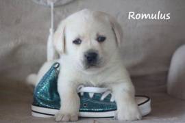 Sublime Chiot Labrador, Mercier