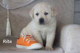 Sublime Chiot Labrador, Mercier