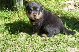 Chiot Rottweiler CKC, Terrebonne