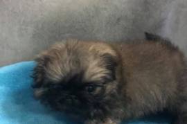 Sublime Chiot Pékinois Pure Race, Calgary