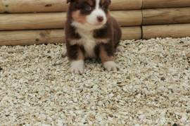 Chiot Berger Australien, sorel tracy 