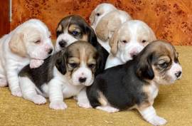 chiots Beagle Pure Race, Sainte-Julienne