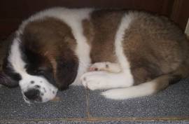 Chiots Saint-Bernard, Brampton