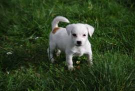 Chiot Jack Russell, Drummondville