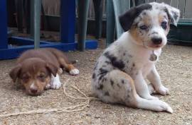 Chiot Border Collie, Vancouver