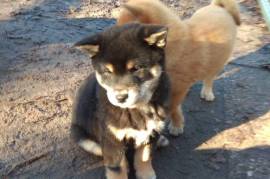 Chiot Shiba Inu, Saint Luc