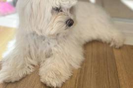 Chiot bichon maltais femelle