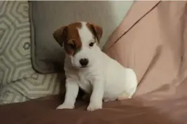 Sublimes chiots jack russell pure race, Salaberry-de-Valleyfield