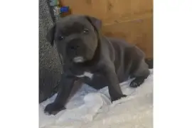 Chiot Staffordshire bull terrier Femelle, Cotonou