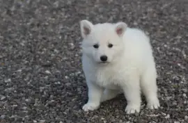 Adorable Chiot Berger Blanc Suisse D.O.N, Cotonou