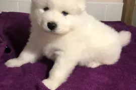 Adorable Chiot Samoyède Femelle, Gatineau