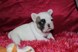 Adorable Chiot Bouledogue français Femelle, Bécancour