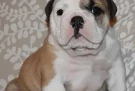 Adorable chiot bouledogue Anglais Femelle, Mont-Tremblant