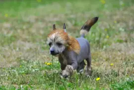 Chiot Chien chinois à crête, LONGUEIL 