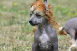 Chiot Chien chinois à crête, LONGUEIL 