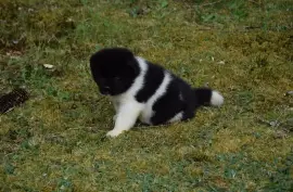 Akita Américain Femelle, Phoenix