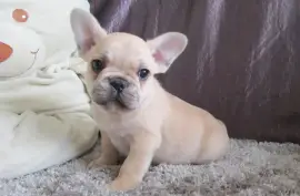 Jolie chiot bouledogue français femelle, Ovidiu