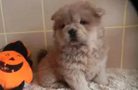 Très Belle Chiot Chow Chow femelle L.O.F, Ovidiu