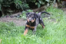 Chiot femelle Berger de Beauce, Ovidiu