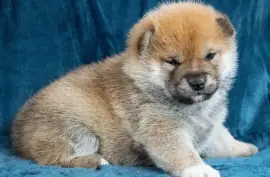Magnifique Chiot type Shiba femelle, Ovidiu