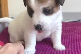 A D.O.N.N.E.R Jack Russell Terrier Femelle, Votre ville
