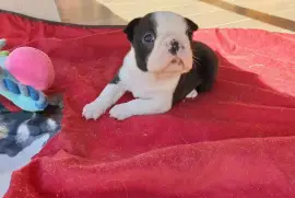 Adorable Chiot Boston Terrier Femelle, Ovidiu