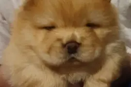 CHIOTS CHOW CHOW, MONTRÉAL