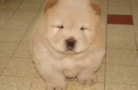 CHIOTS CHOW CHOW, MONTRÉAL