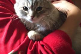 Chaton sibérien femelle., Montréal