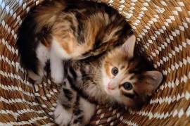 Chaton Norvégien femelle., Québec