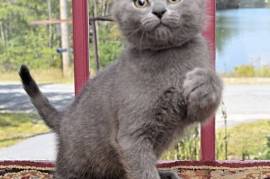 Chaton Chartreux femelle., Montréal