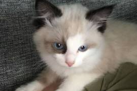 Chaton Ragdoll femelle., Montréal 