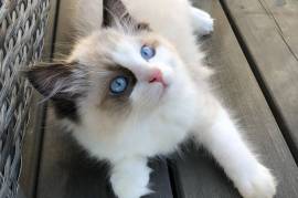Chaton Ragdoll femelle., Montréal 
