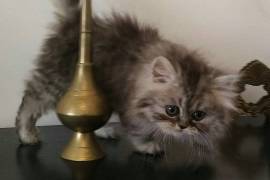 Chaton Persan femelle., Québec