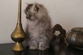 Chaton Persan femelle., Québec