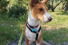 Mignonne chiot Nala le basenji, Montreal