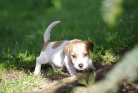 Chiot Jack Russell, sorel tracy 