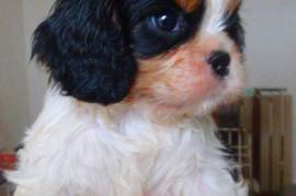 Chiot Cavalier King Charles, Longueuil