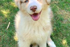 Très Belle Chiot Berger Australien Rouge merle Fem, Montréal