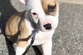 Mignone Chiot American Staffordshire Terrier femel, Montréal